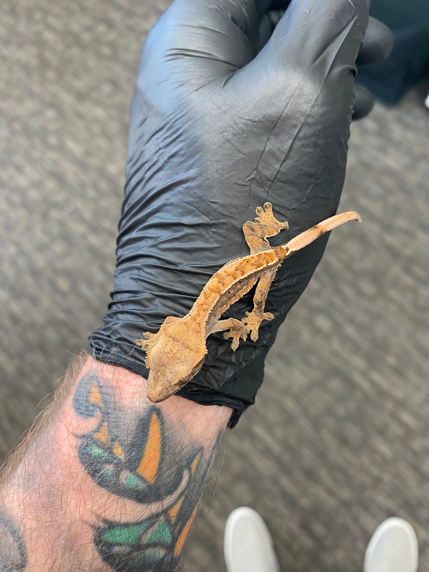 Crested Gecko - Harlequin - Unknown