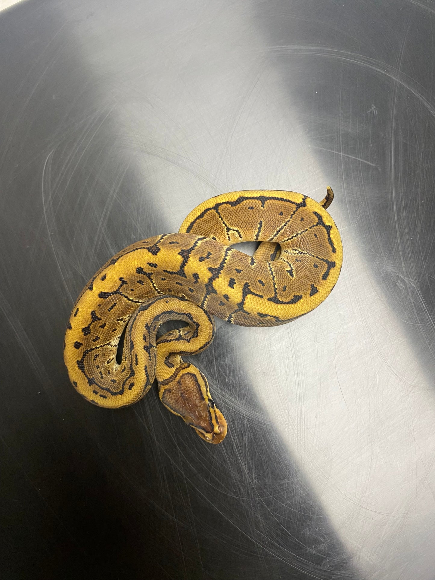 Ball Python - Chocolate Pinstripe - Male