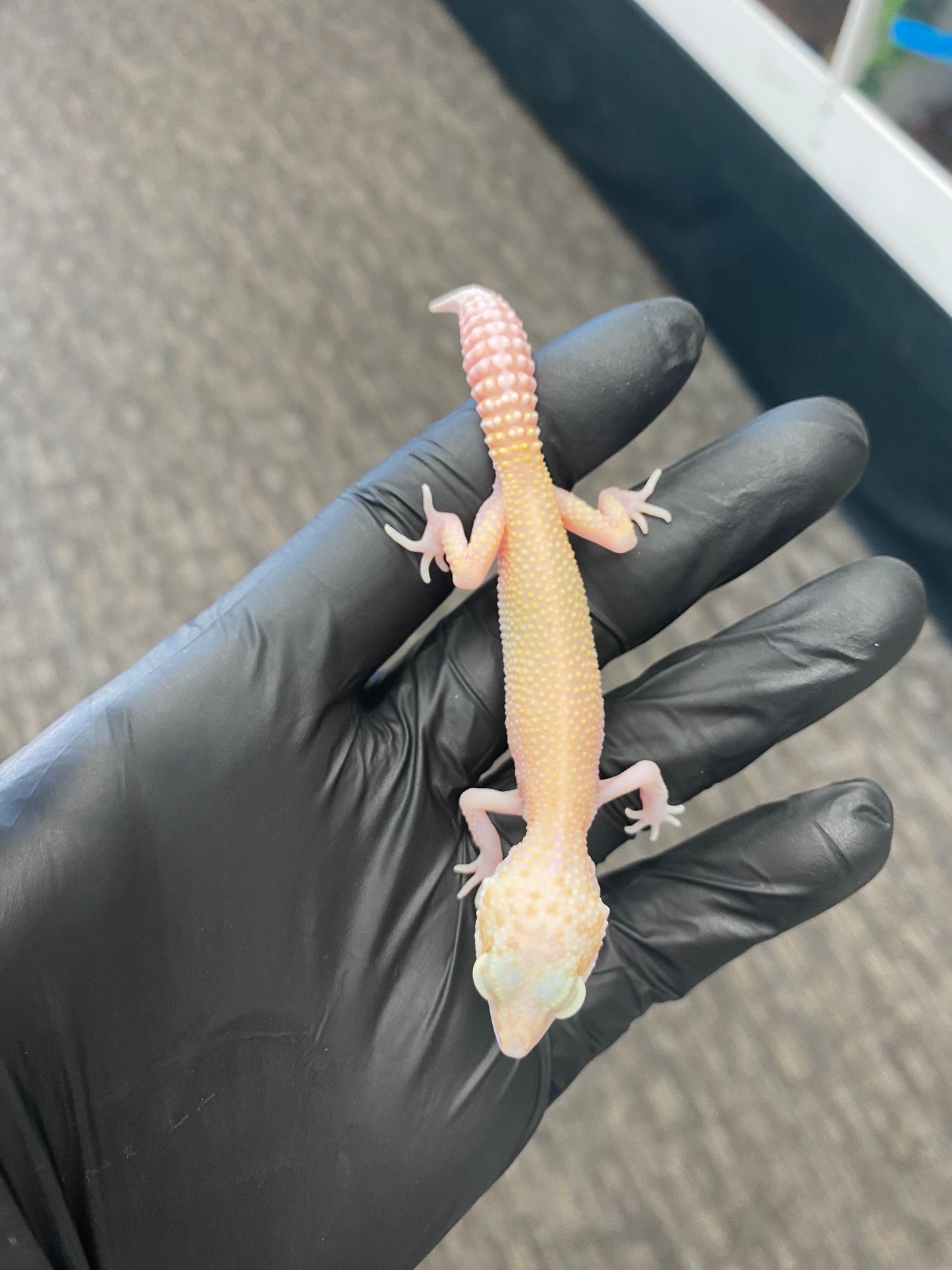 Leopard Gecko - Raptor (Tremper Albino Eclipse) - Unknown