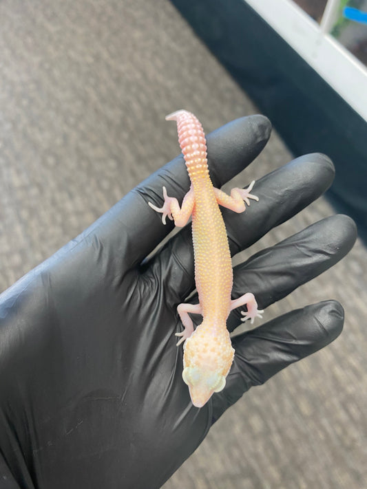 Leopard Gecko - Raptor (Tremper Albino Eclipse) - Unknown