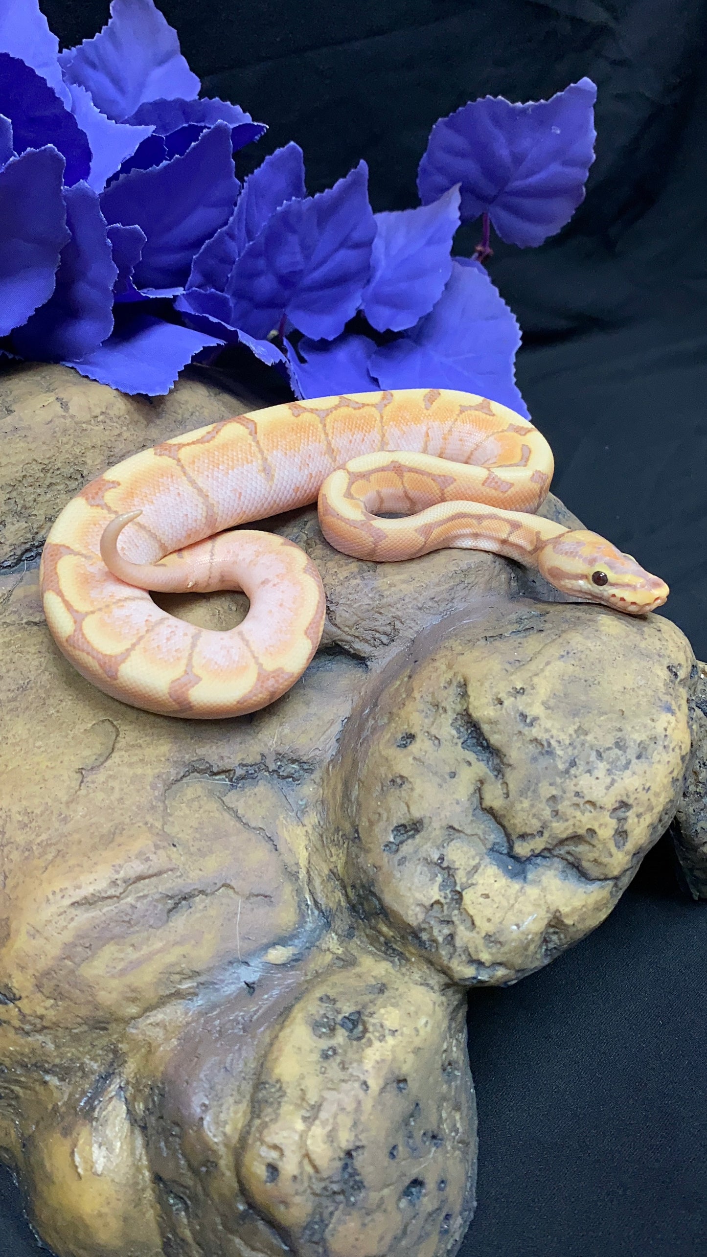 Ball Python - Banana Spider Lori/Enchi - Male