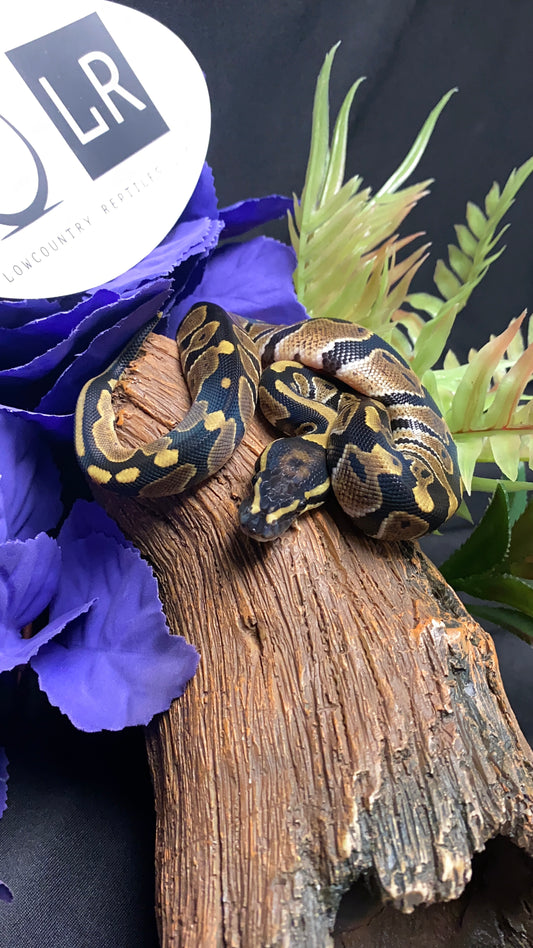 Ball Python - Classic/Normal 100% Het Albino 66% Het Pied - Male
