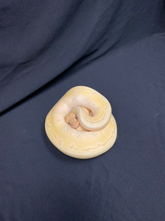 Ball Python - Banana Enchi Pinstripe - Male