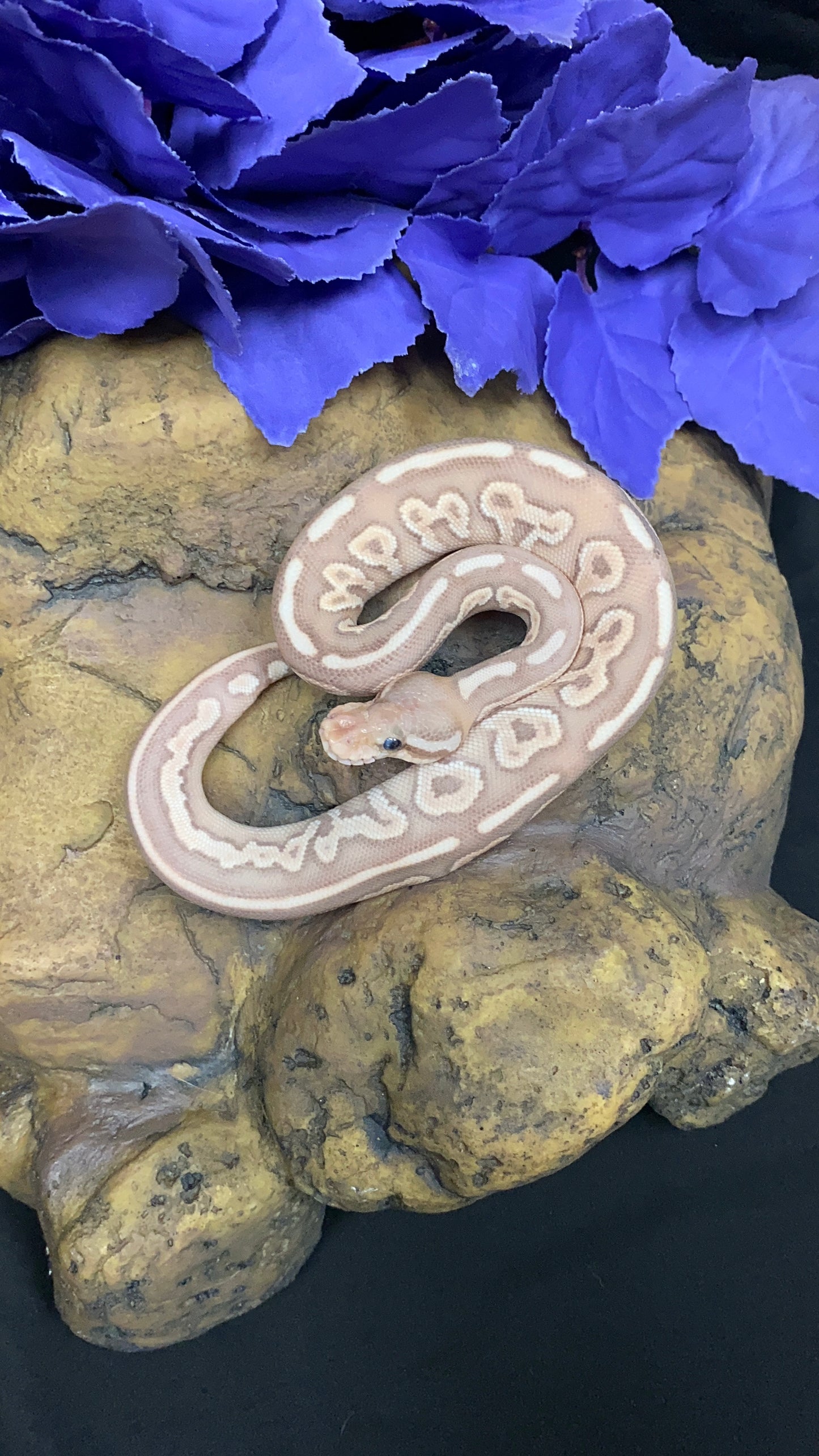 Ball Python - Banana Black Pastel Lesser - Male