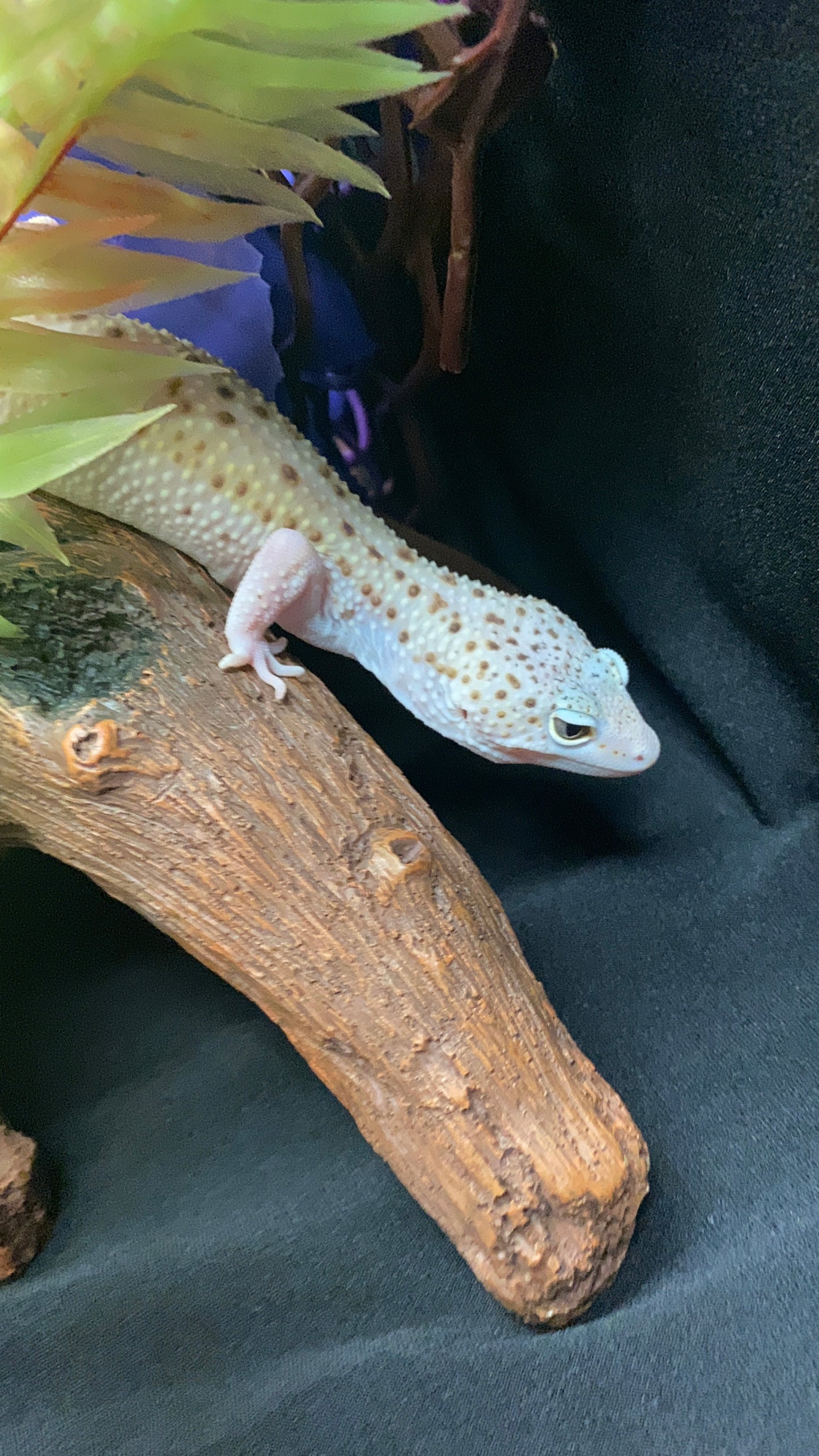 Leopard Gecko - Bell Albino Eclipse (Radar) - Male
