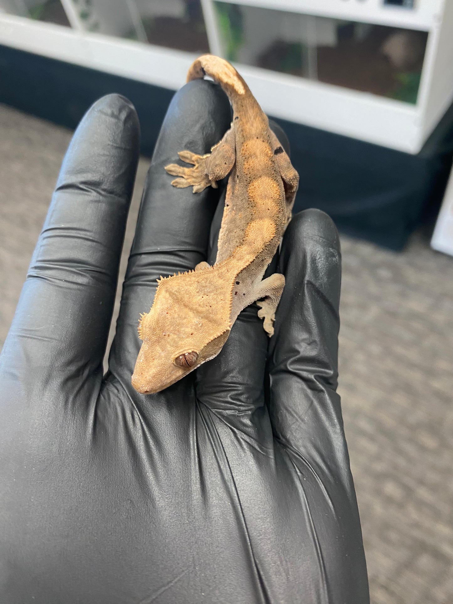 Crested Gecko - Flame Dalmatian - Unknown