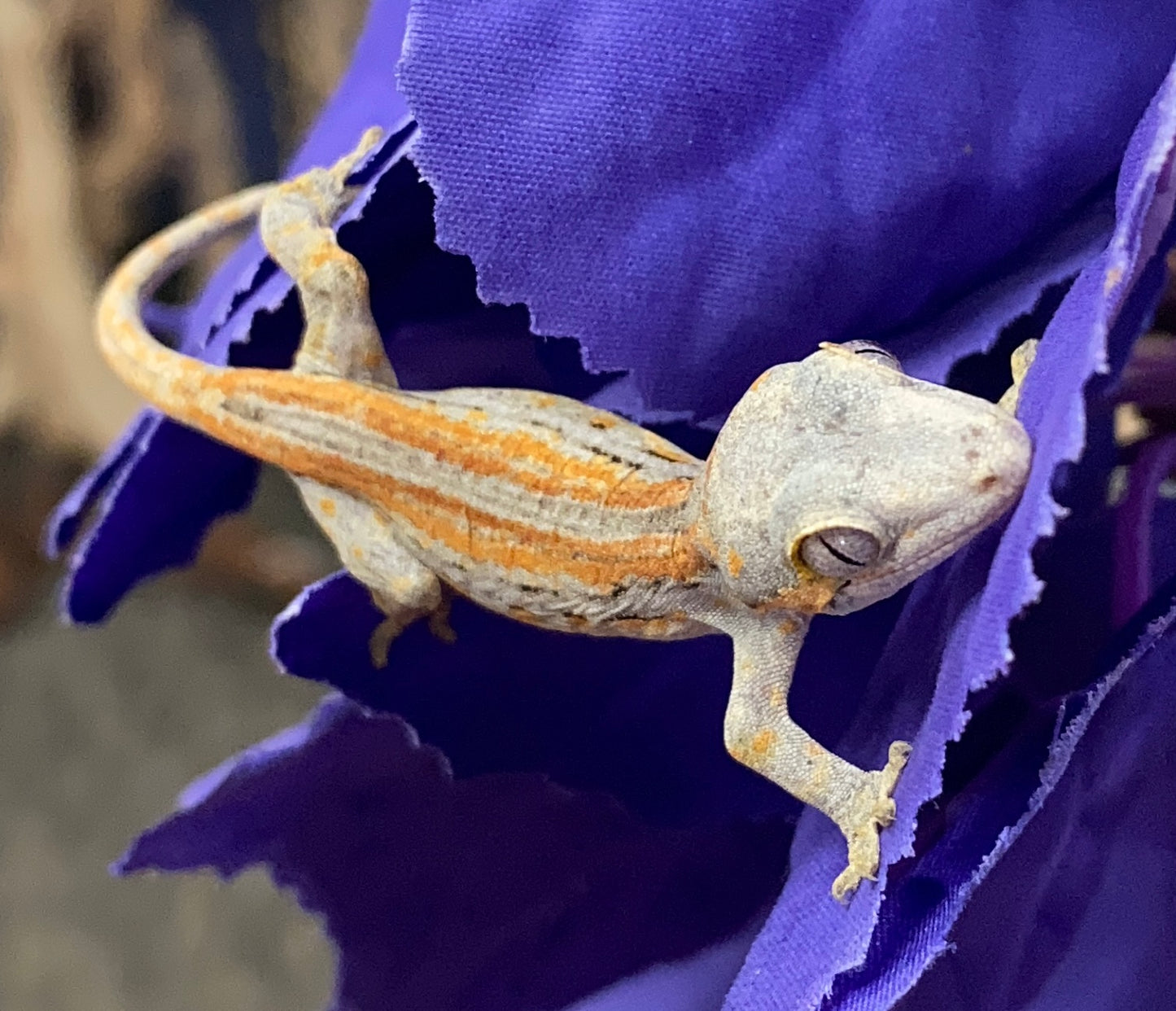 Gargoyle Gecko - Orange Stripe - Unknown