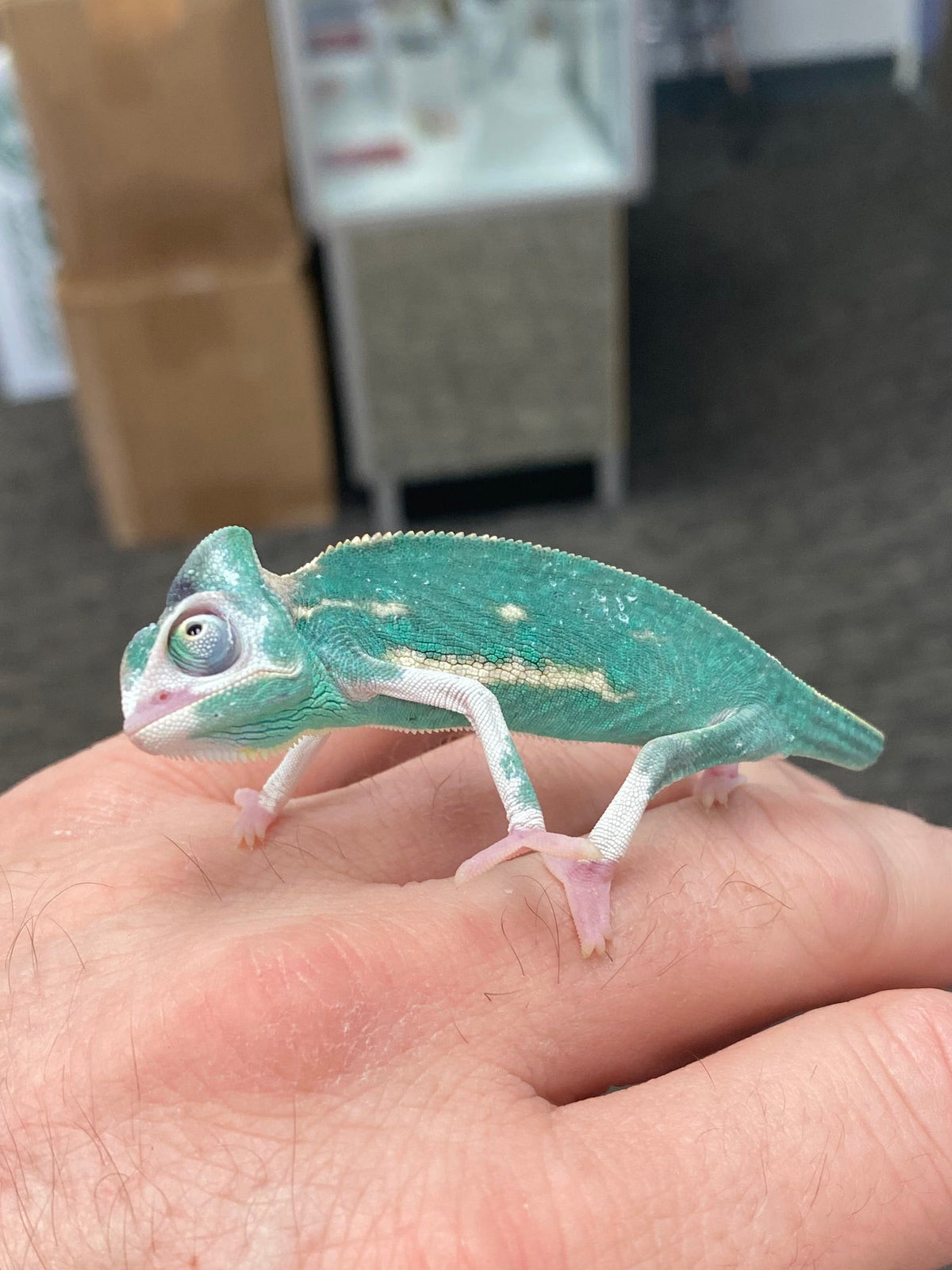 Baby Veiled Chameleons - High White Pied