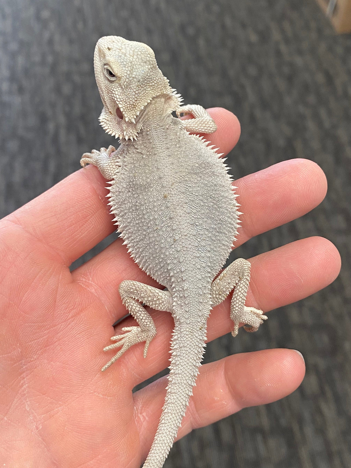 Bearded Dragon - Zero