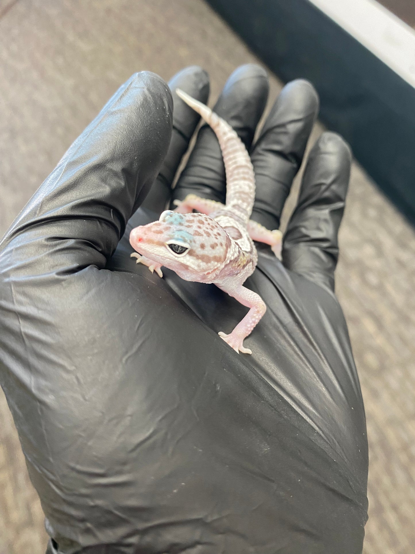 Leopard Gecko - Mack Snow - Unknown