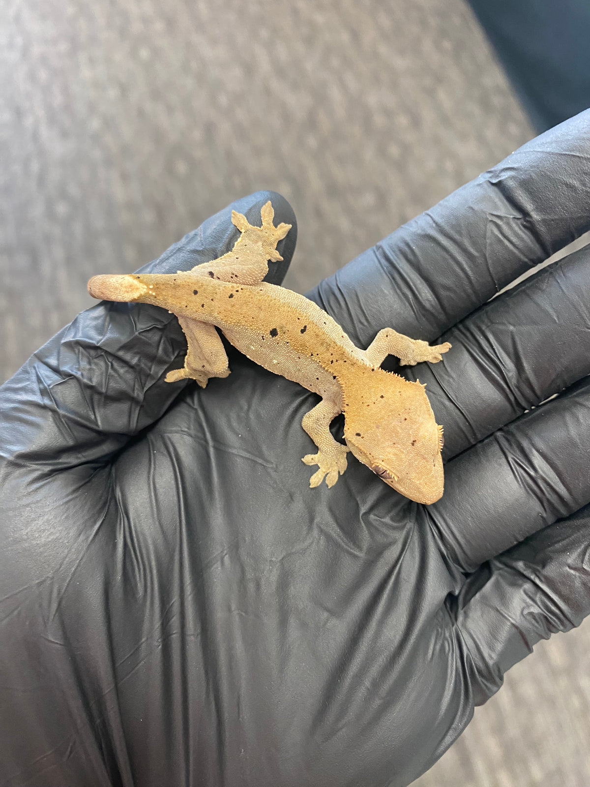 Crested Gecko - Super Dalmatian - Unknown