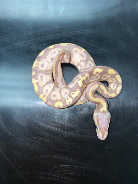 Ball Python - Pastel Banana 100% Het Ghost - Male