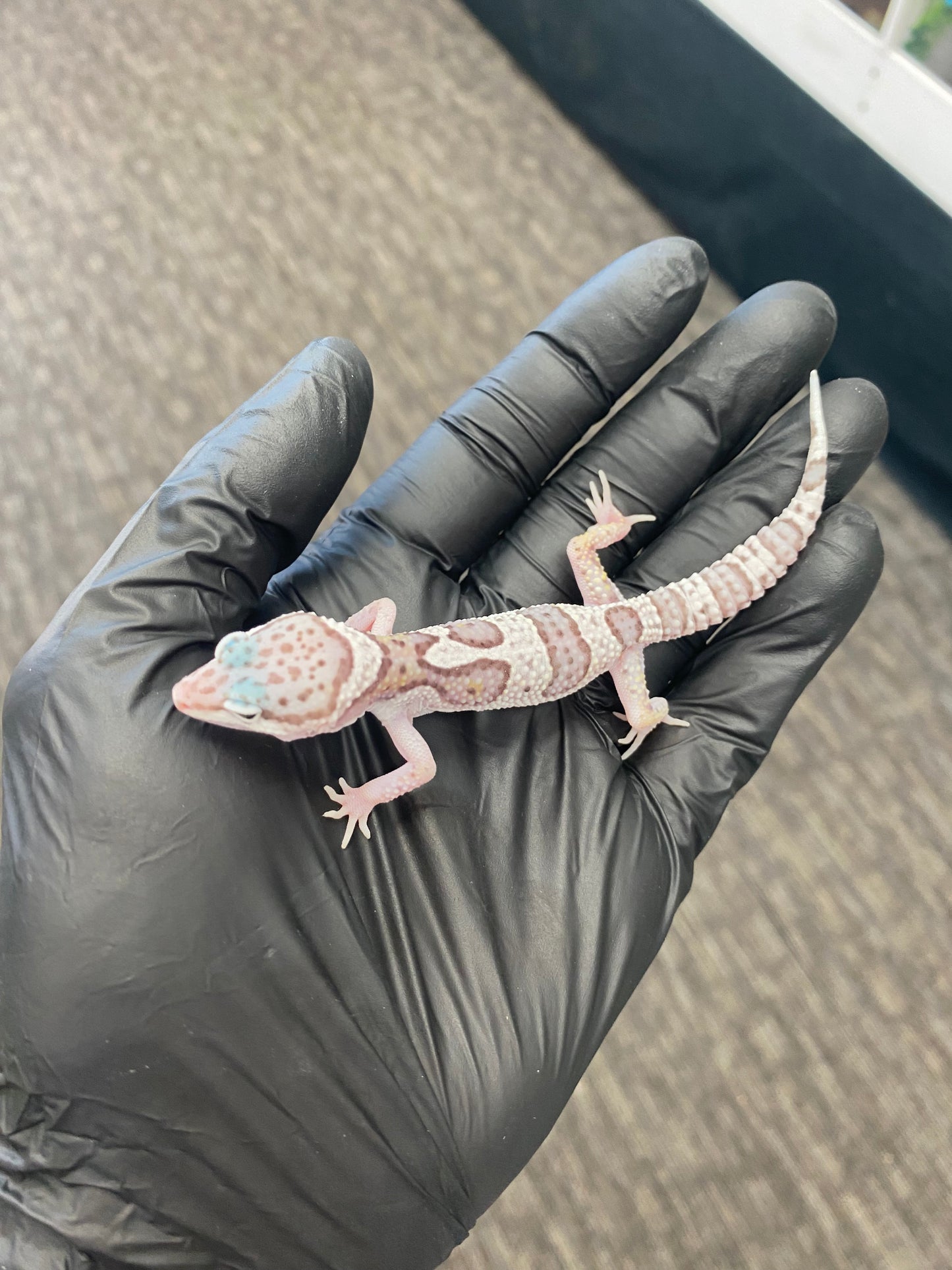 Leopard Gecko - Mack Snow - Unknown