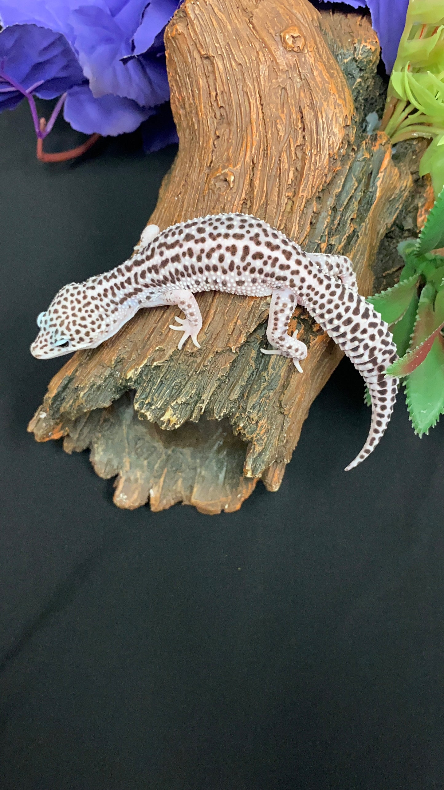 Leopard Gecko - Super Mack Snow - Male