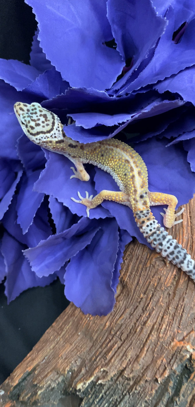 Leopard Gecko - Jungle High Yellow - Pos. Female