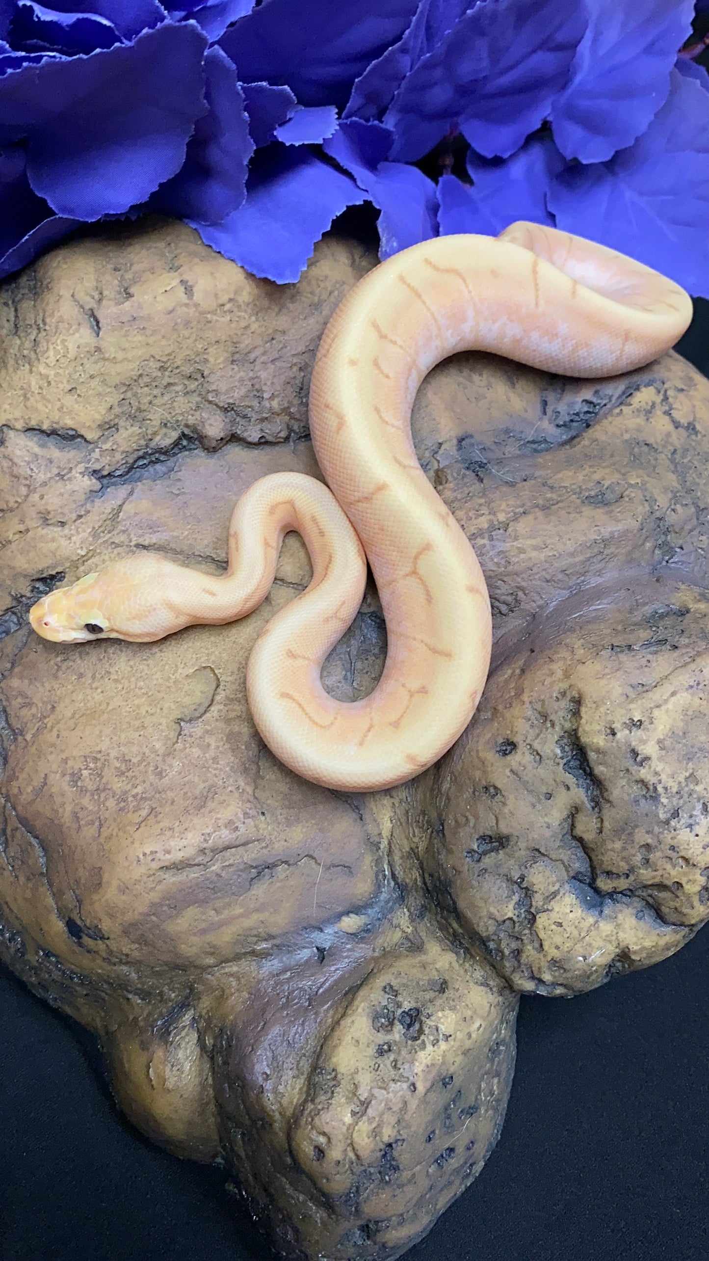 Ball Python - Banana Spider Pinstripe (Spinner) Enchi/Lori - Female