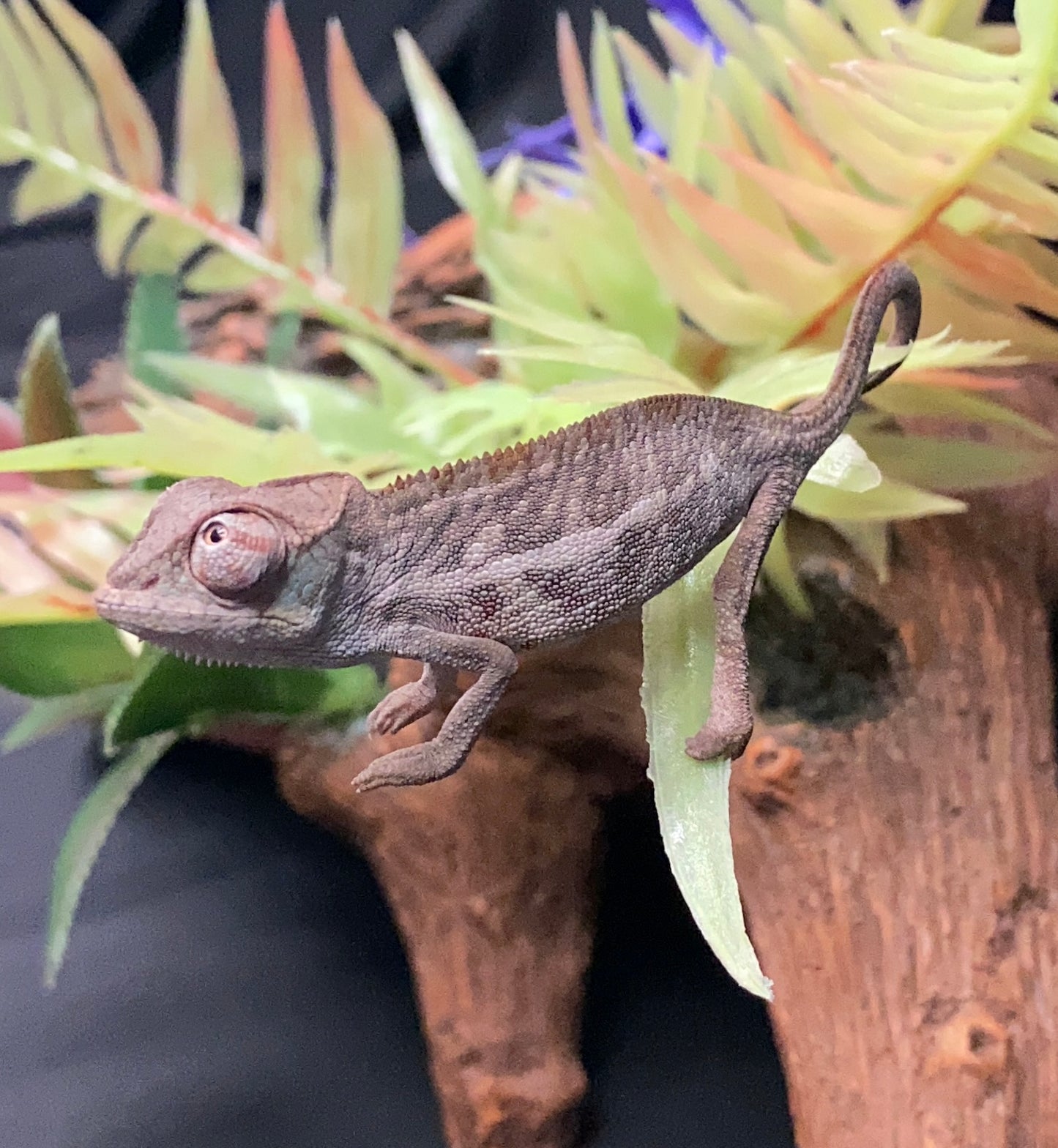 Baby Ambanja Panther Chameleon - Unknown