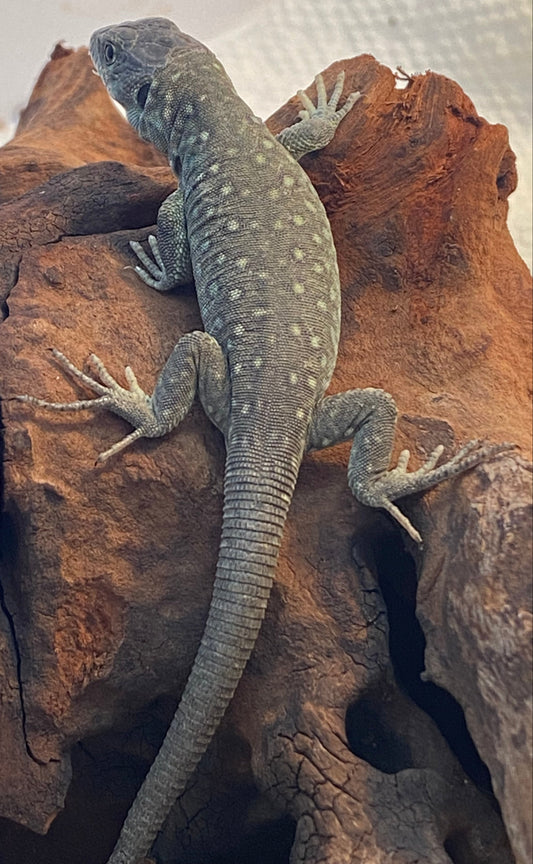 Jeweled Lacerta - Unknown