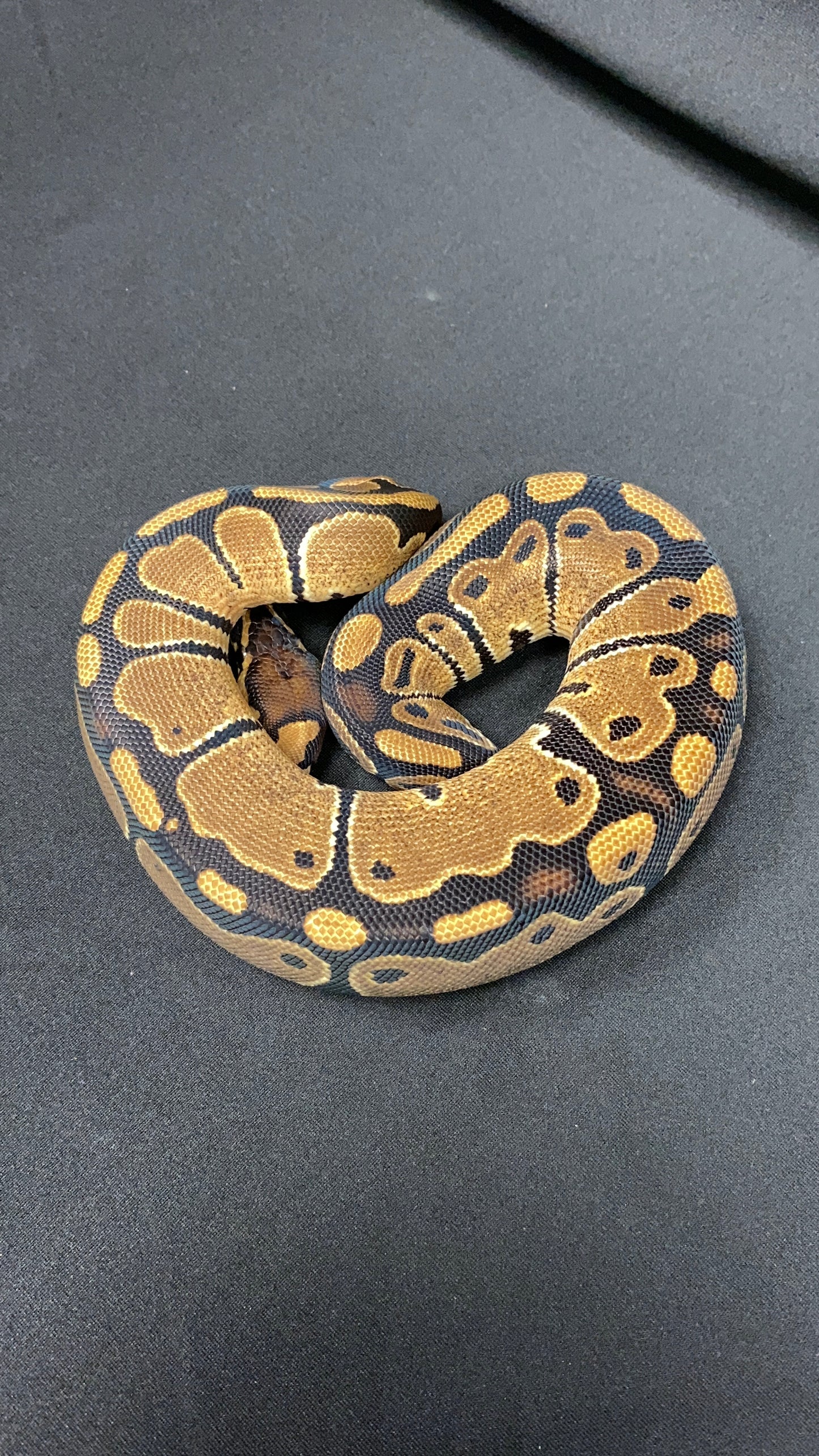 Ball Python - Het Red Axanthic (HRA) Het Pied - Female