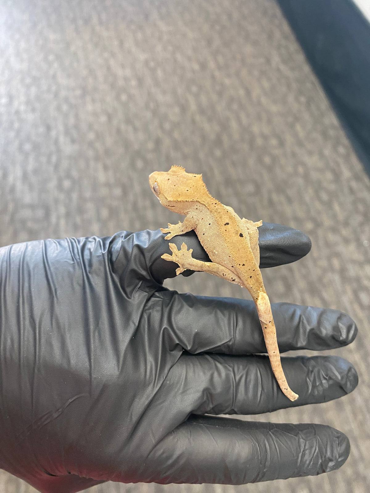 Crested Gecko - Super Dalmatian - Unknown