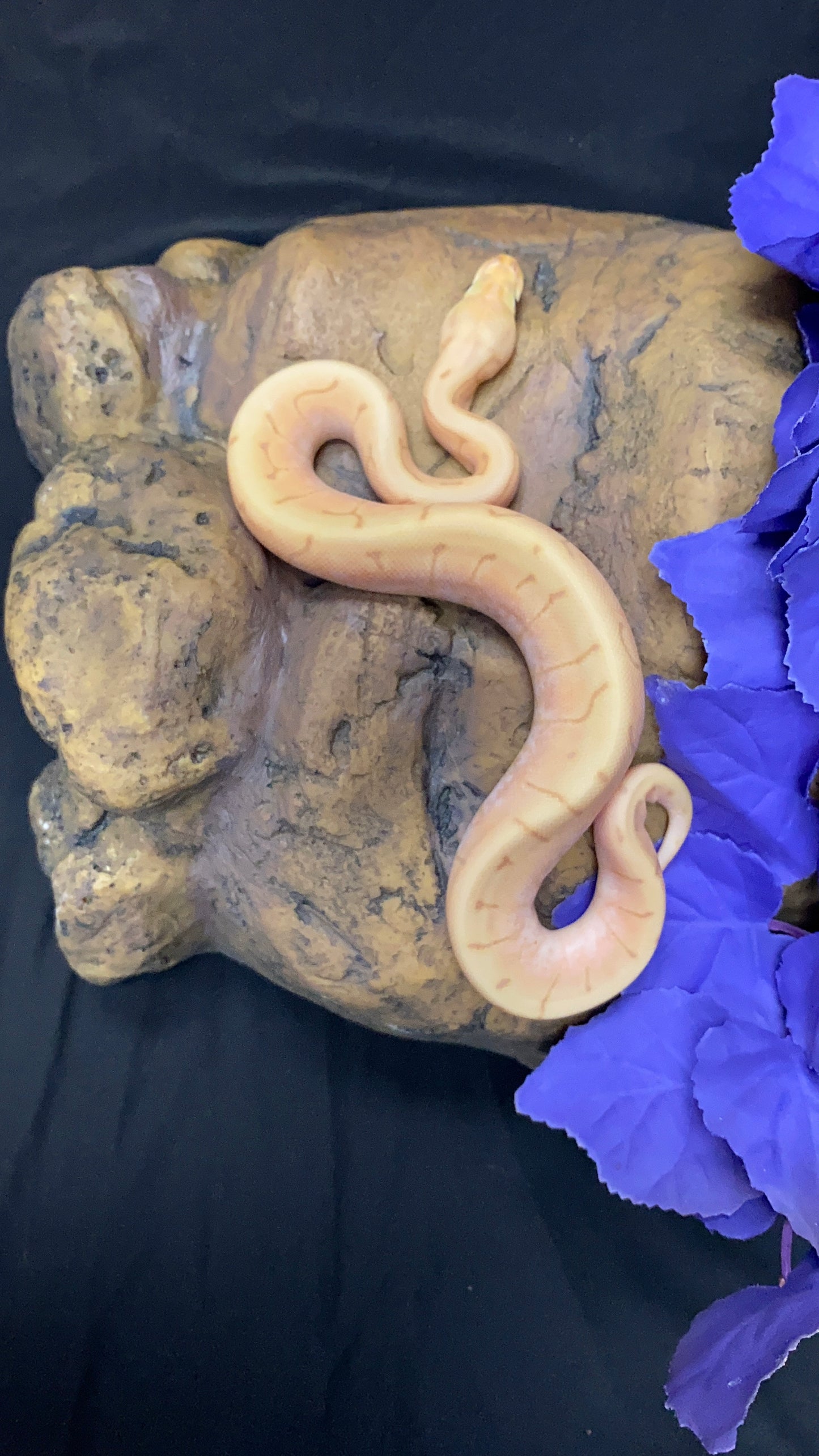 Ball Python - Banana Spider Pinstripe (Spinner) Enchi/Lori - Female