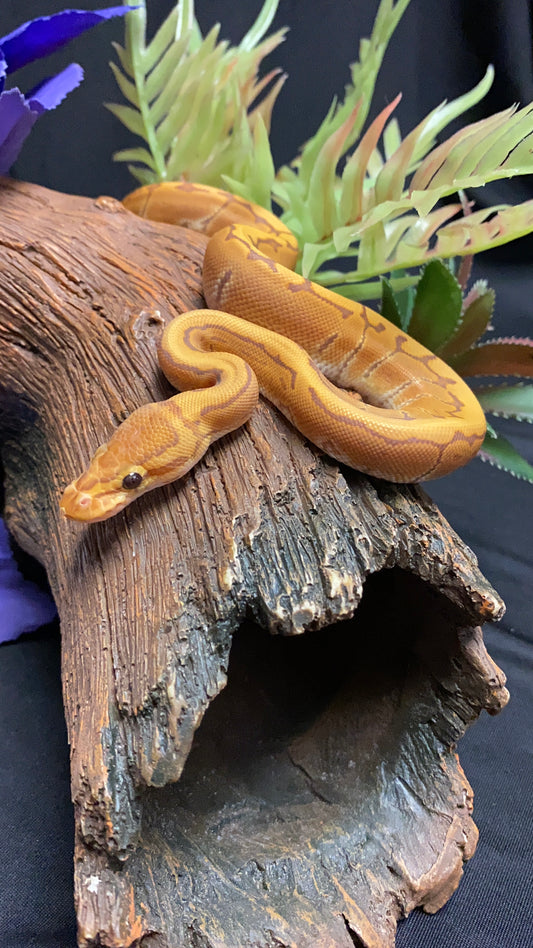 Ball Python - Ultramel Pinstripe (UltraPin) - Male