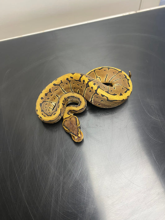 Ball Python - Chocolate Pinstripe - Male