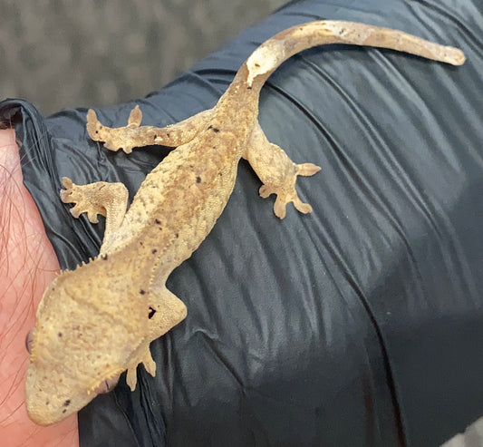 Crested Gecko - Tiger Dalmation - Unknown