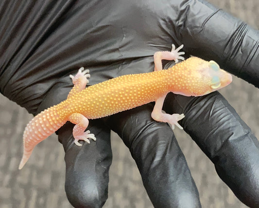 Leopard Gecko - Hypo Jungle Designer - Unknown