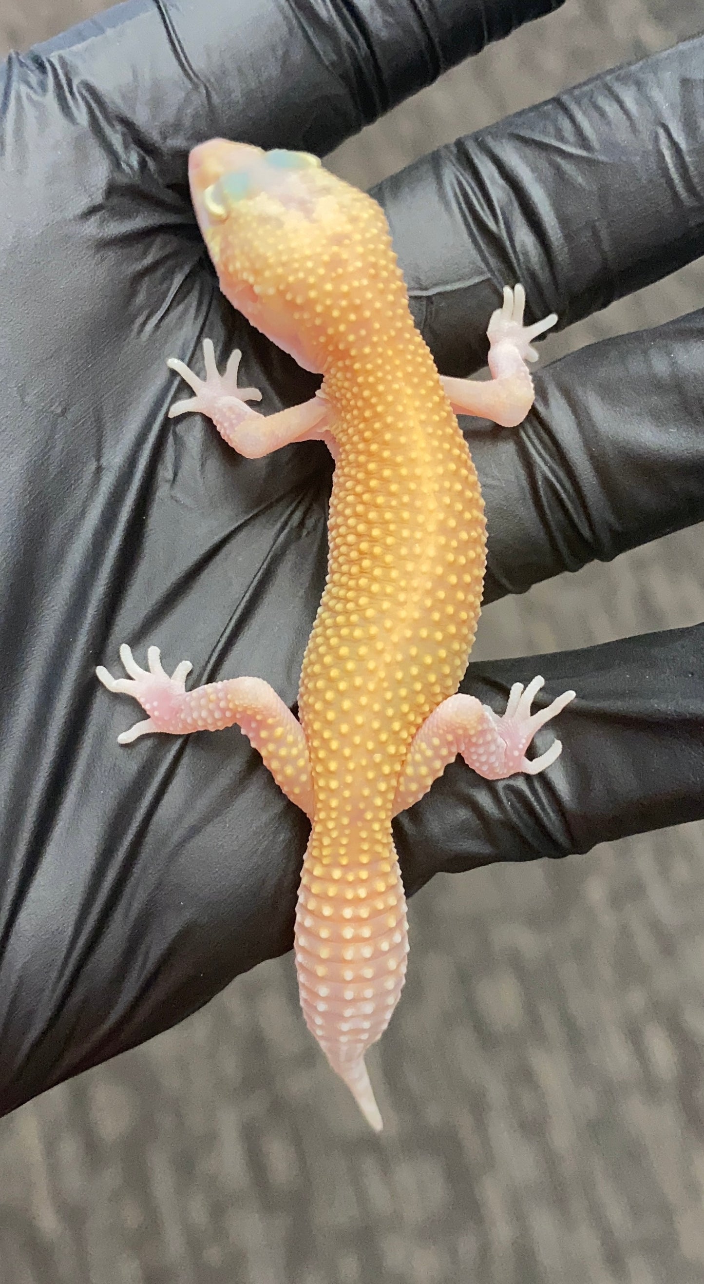 Leopard Gecko - Hypo Jungle Designer - Unknown