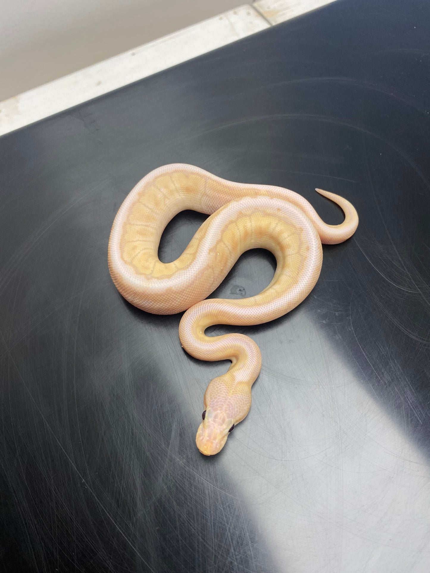 Ball Python - Banana Chocolate Mojave Pinstripe - Male