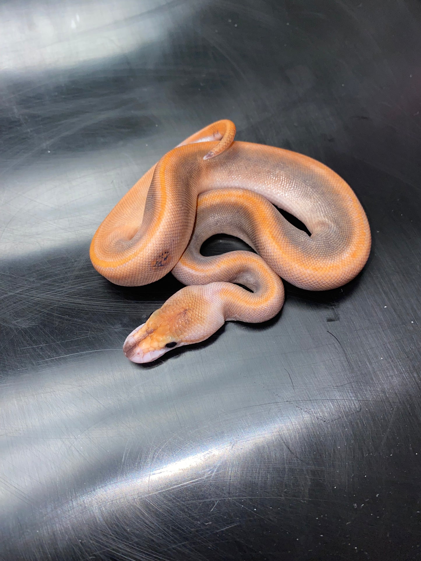 Ball Python - Black Pastel Champagne 100% Het Ghost - Female