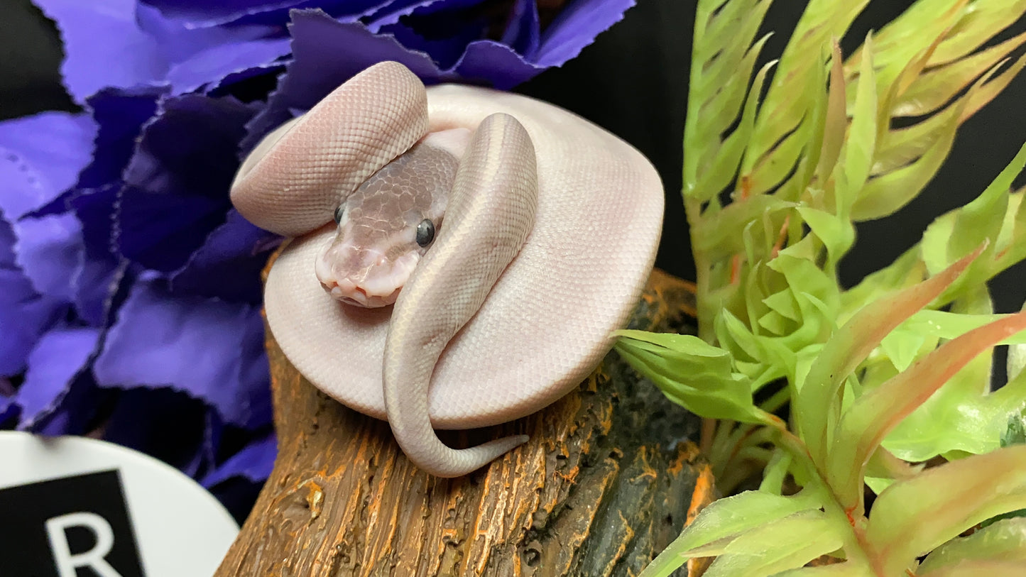 Ball Python - Mystic Potion Pos. Cinnamon - Female