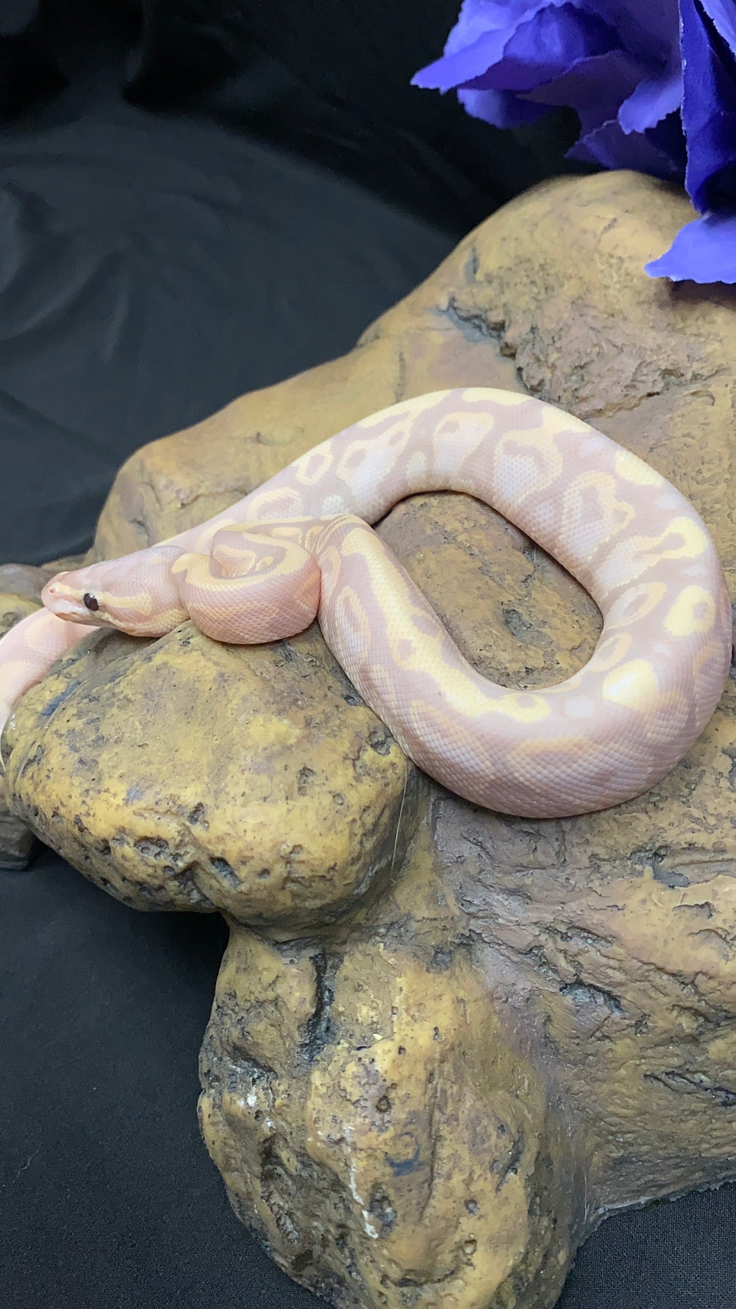 Ball Python - Banana Chocolate Fire Pos. Yellow Belly - Male