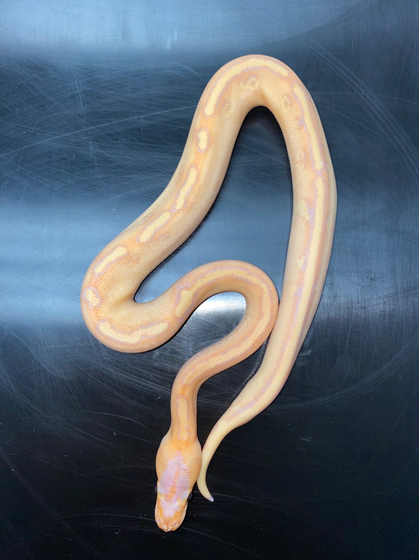 Ball Python - Banana Champagne 100% Het Ghost - Male