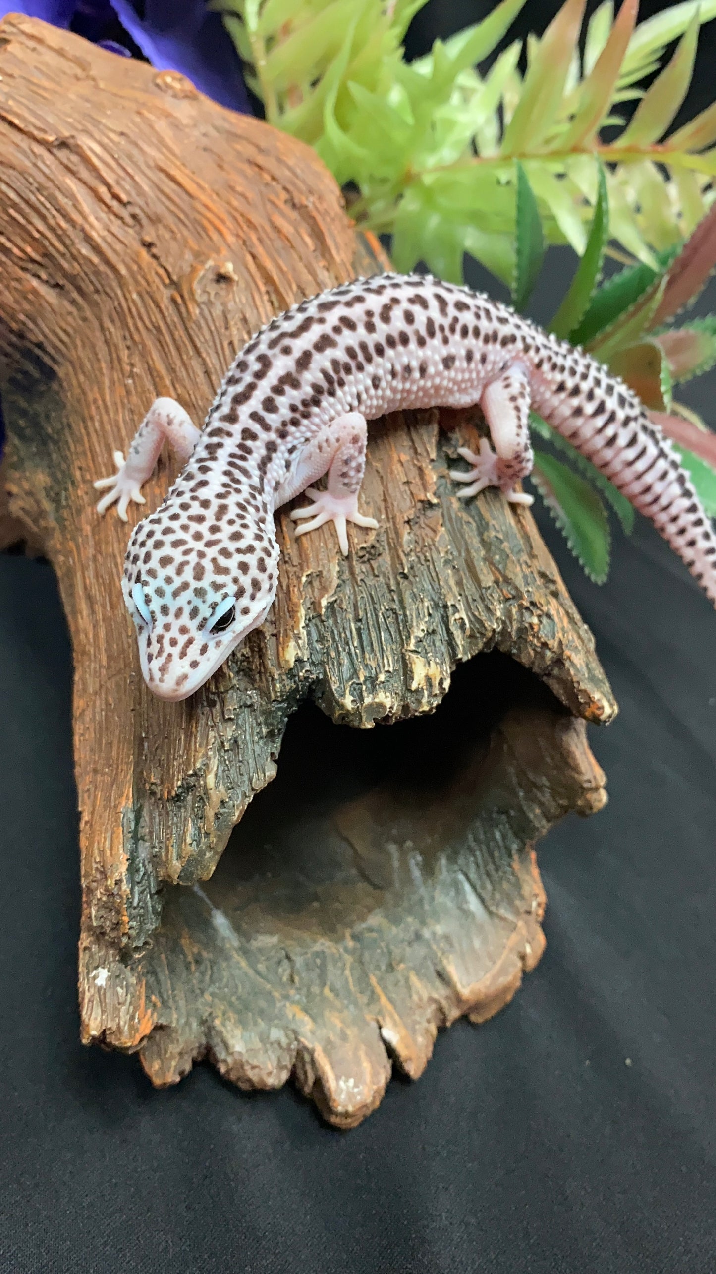 Leopard Gecko - Super Mack Snow - Male