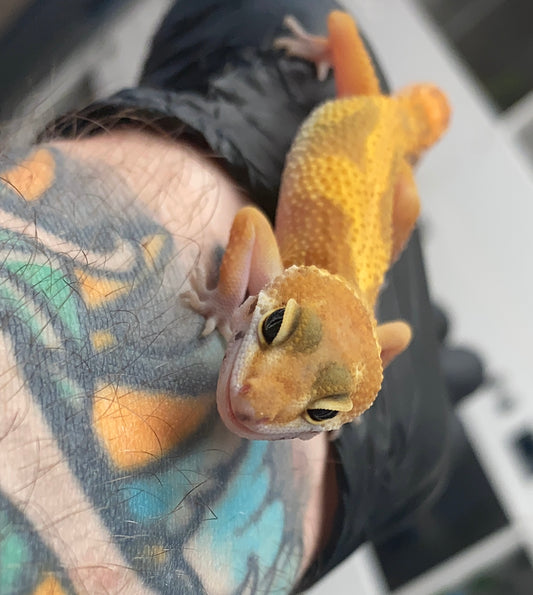 Leopard Gecko - Raptor (Tremper Albino Eclipse) - Unknown