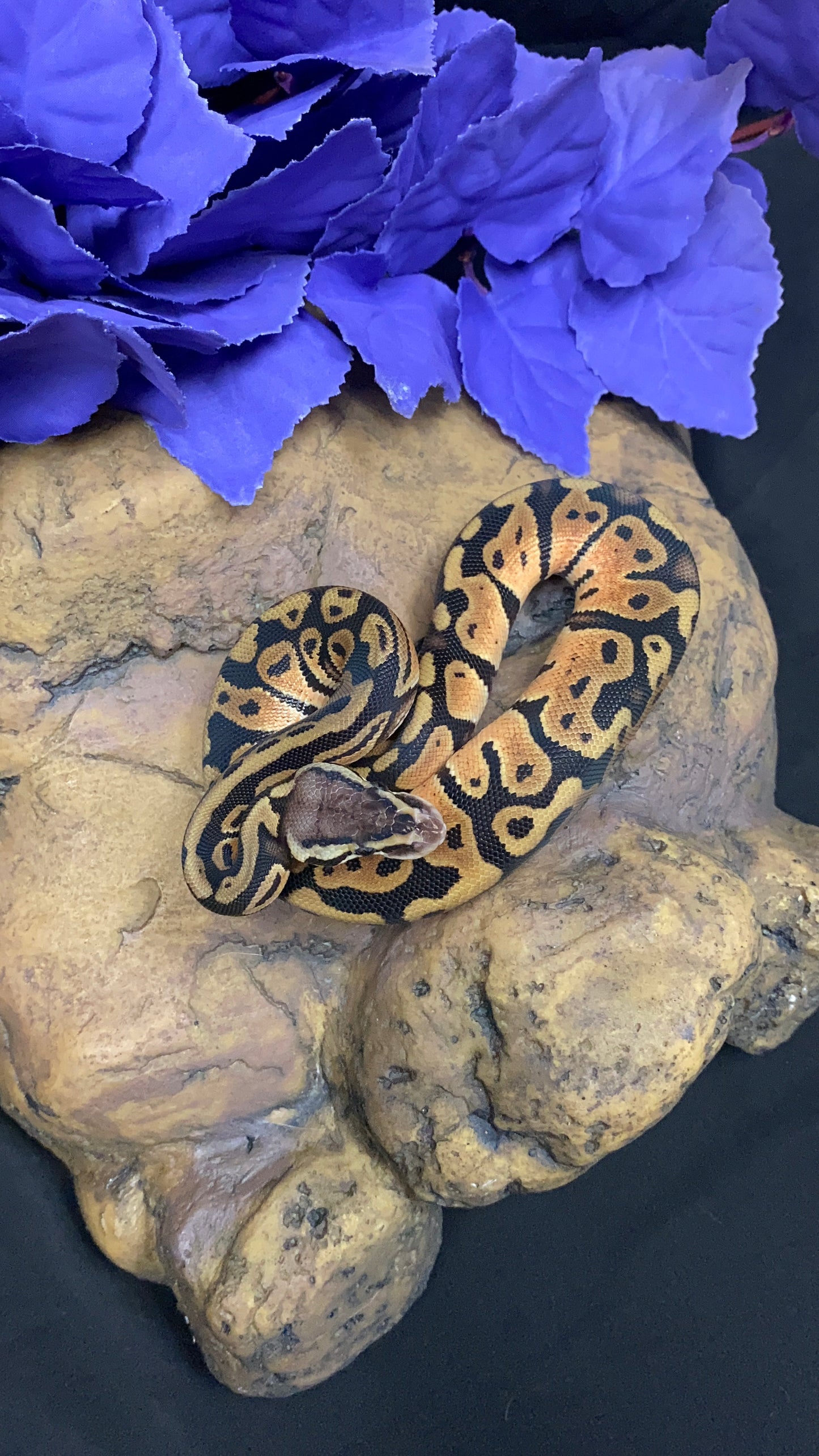 Ball Python - Pastel 100% Het Ghost 50% Het Ultramel - Male