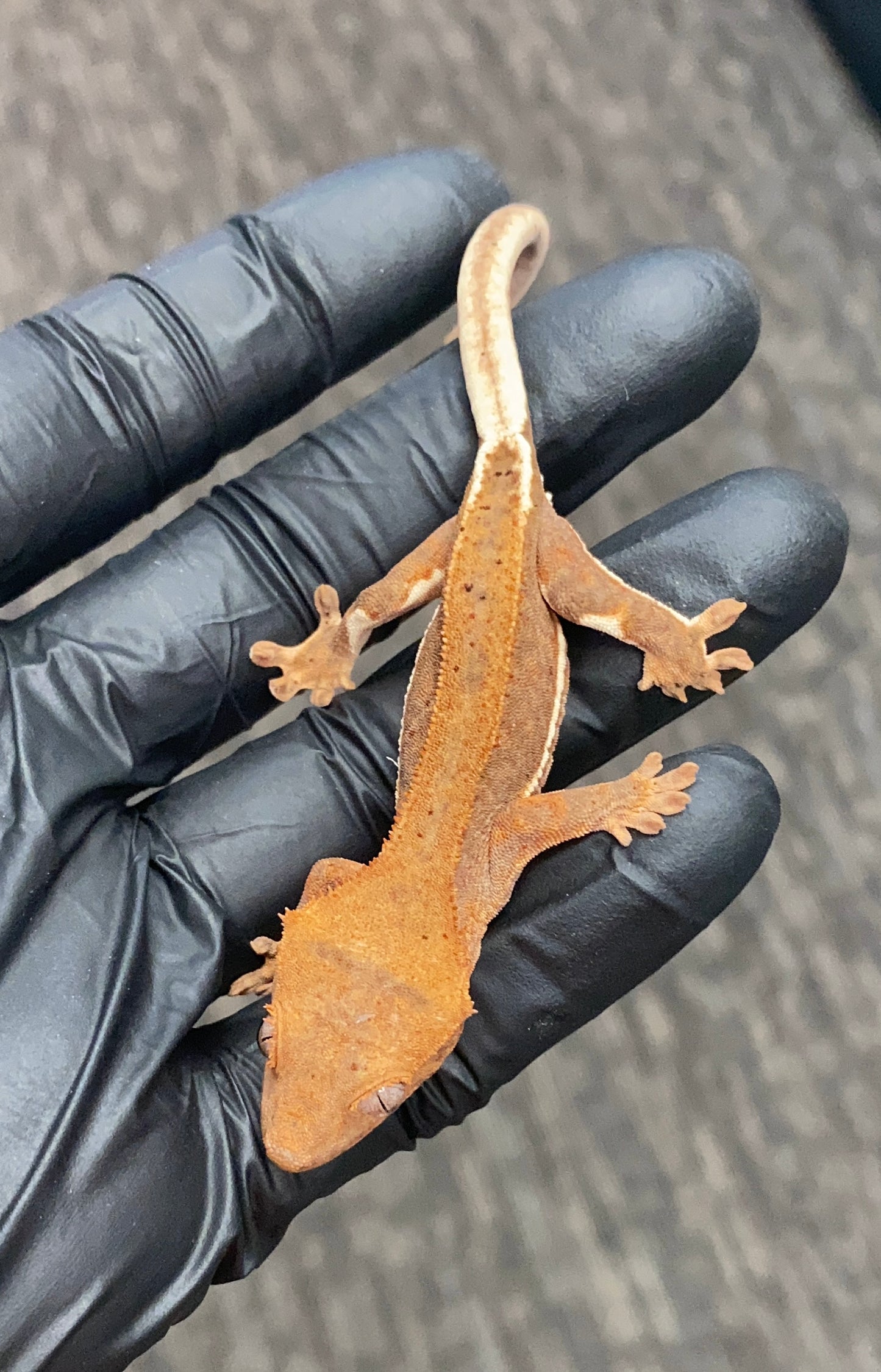 Crested Gecko - Lilly White - Unknown