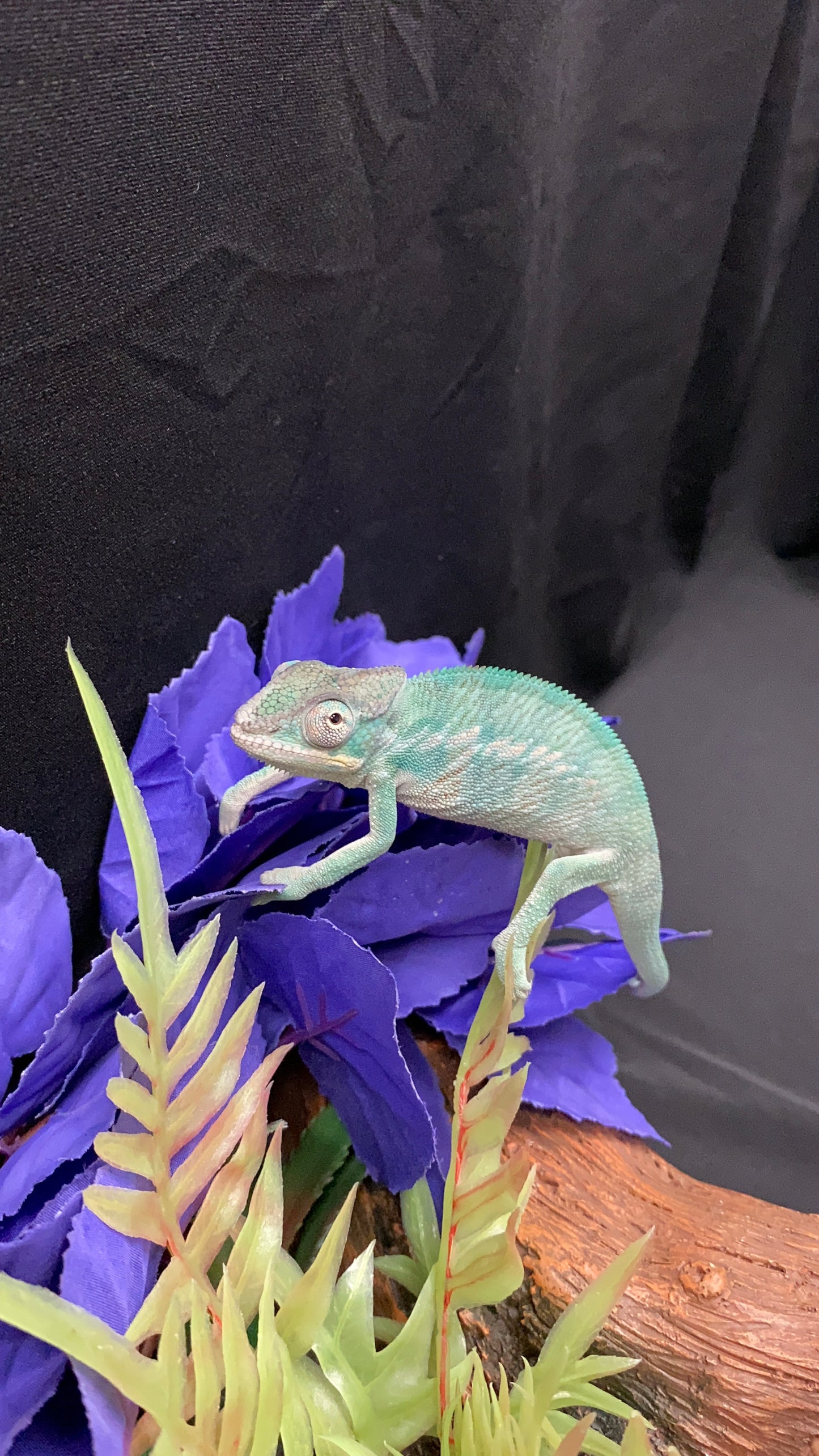 Nosy Be Panther Chameleon - Male