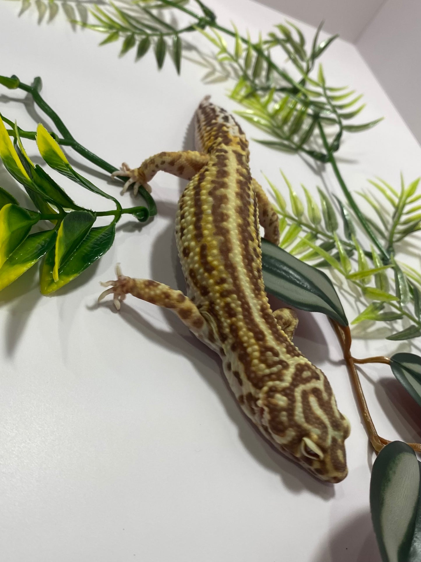 Leopard Gecko - Bold Bell Albino - Male - LG-61819