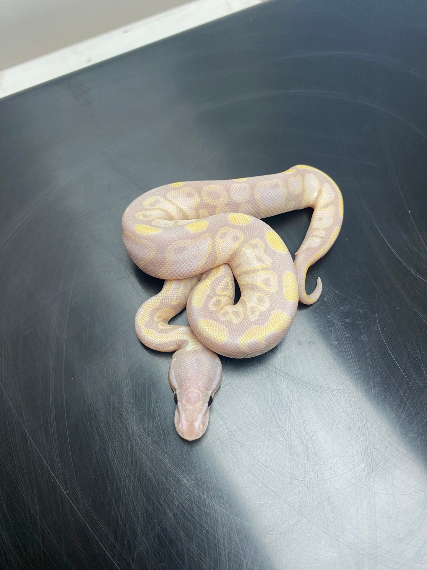 Ball Python - Super Banana Chocolate - Male