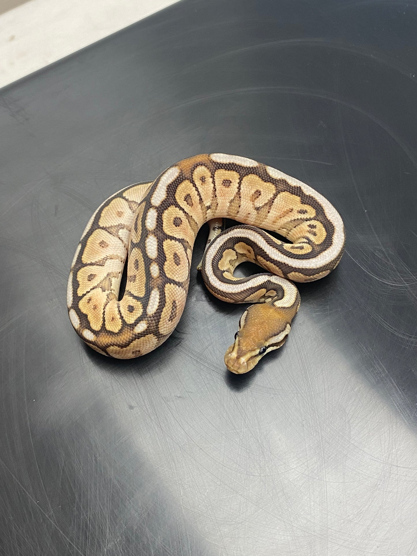 Ball Python - Cinnamon Mojave Spider - Male