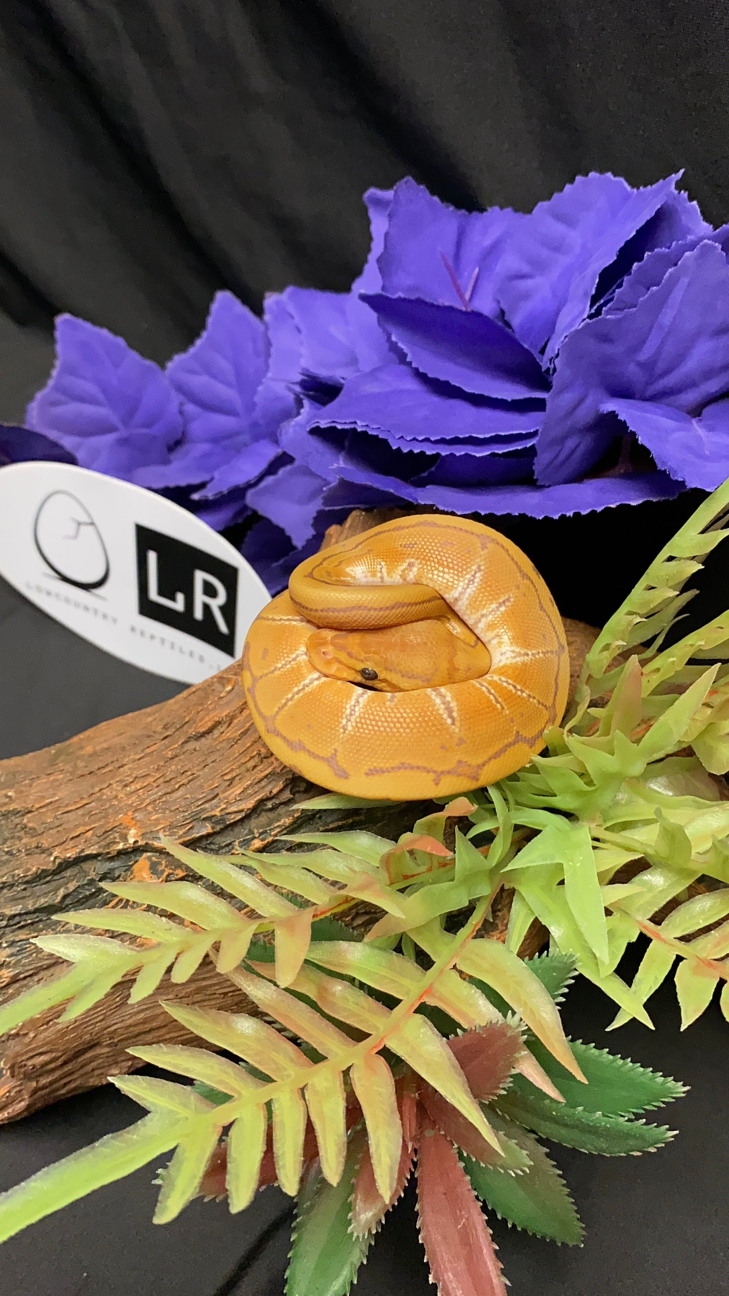 Ball Python - Ultramel Pinstripe (UltraPin) - Male