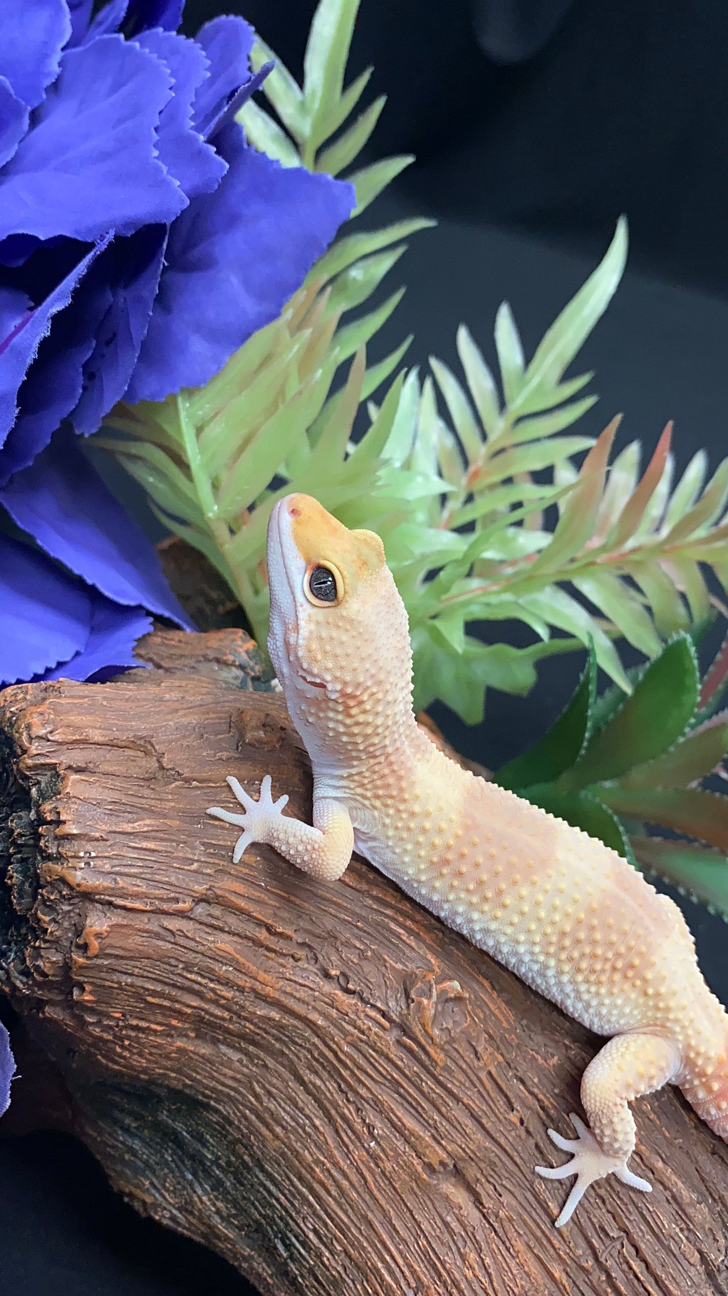 Leopard Gecko - Super Hypo Tangerine - Female