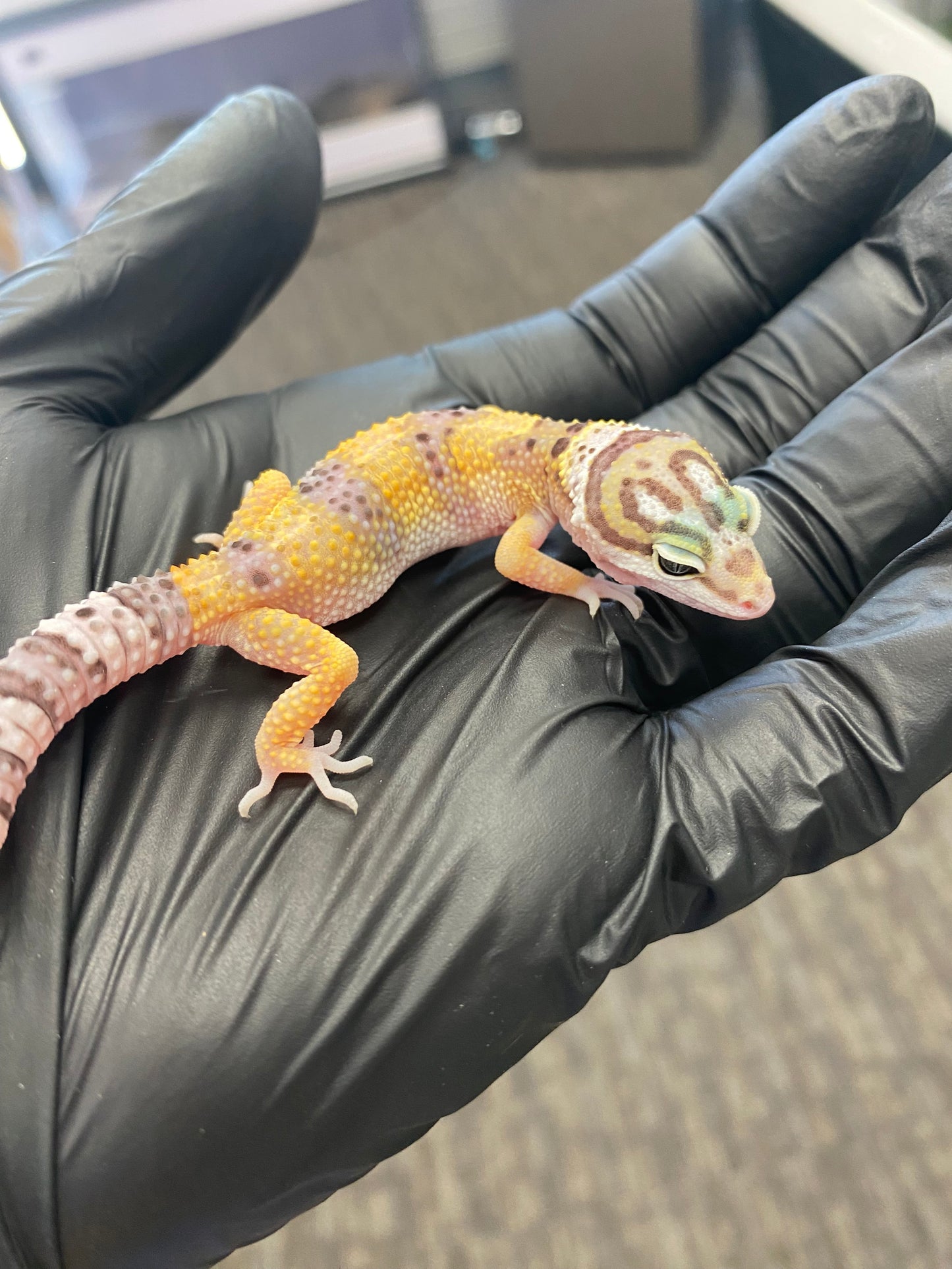 Leopard Gecko - High Yellow - Unknown