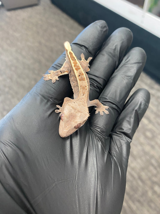 Crested Gecko - Cappuccino - Unknown