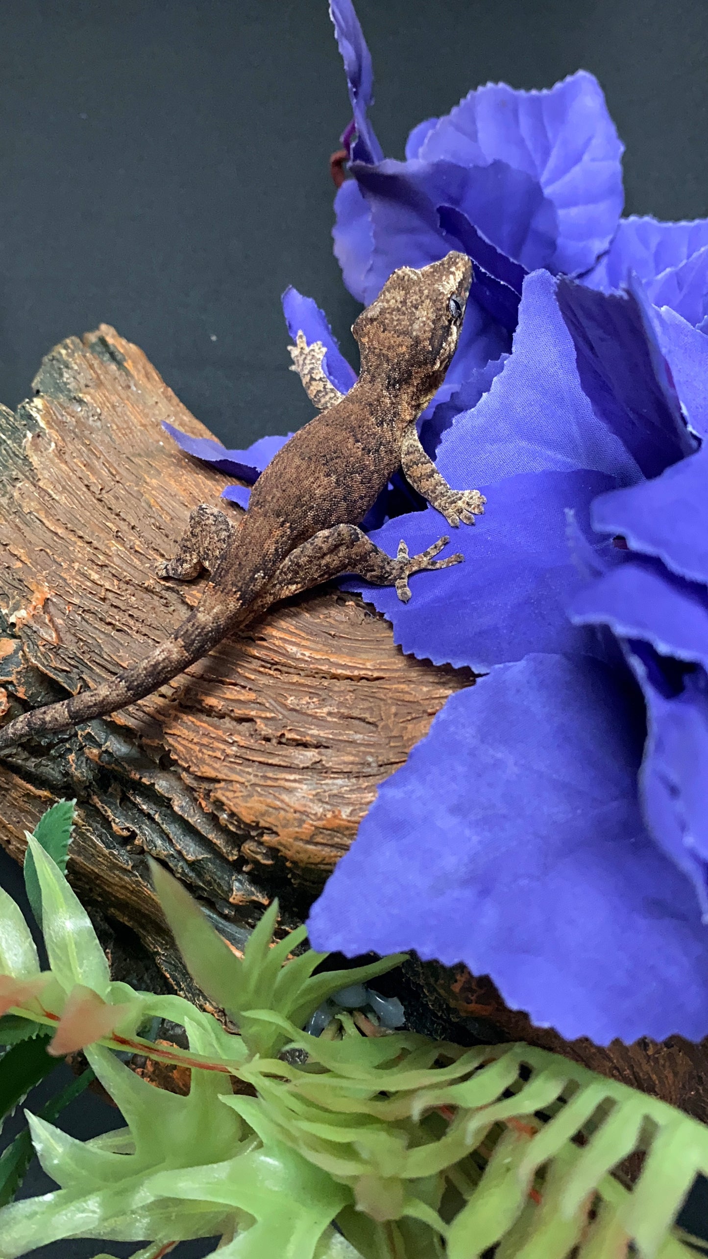 Gargoyle Gecko - Reticulated - Pos. Male - ReticVP0225