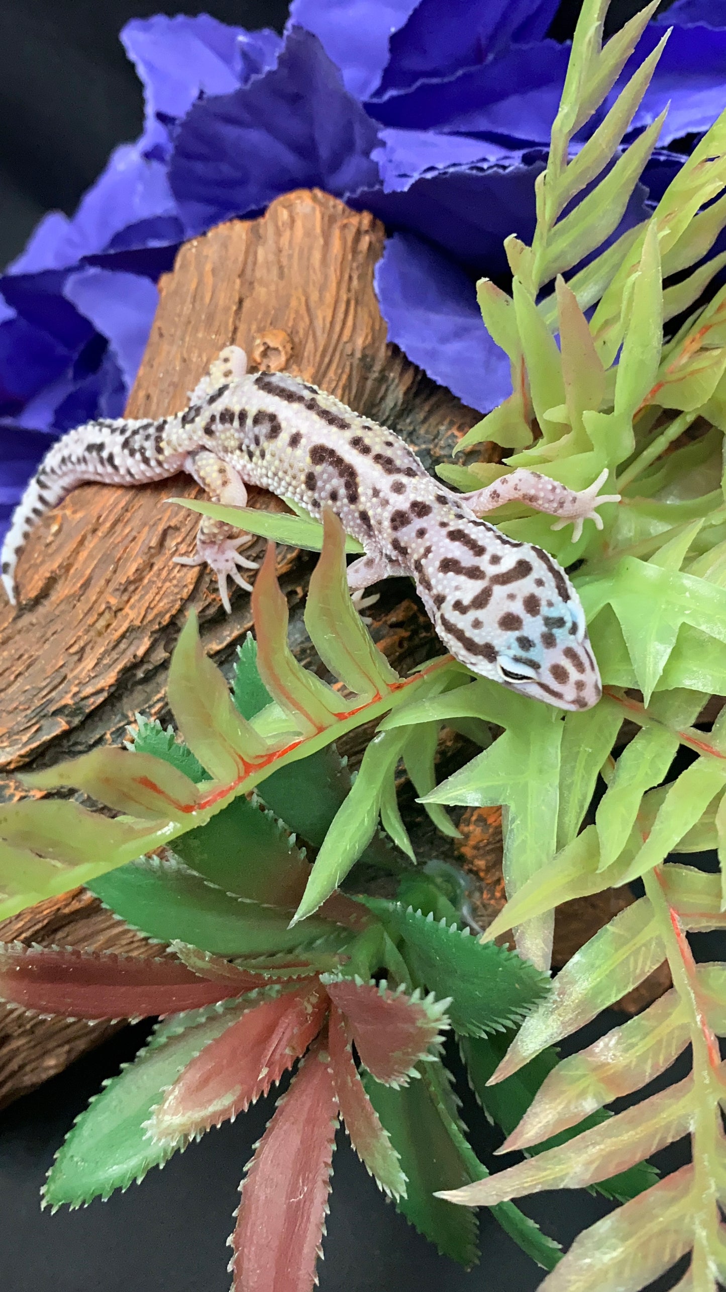 Leopard Gecko - Mack Snow - Pos. Female