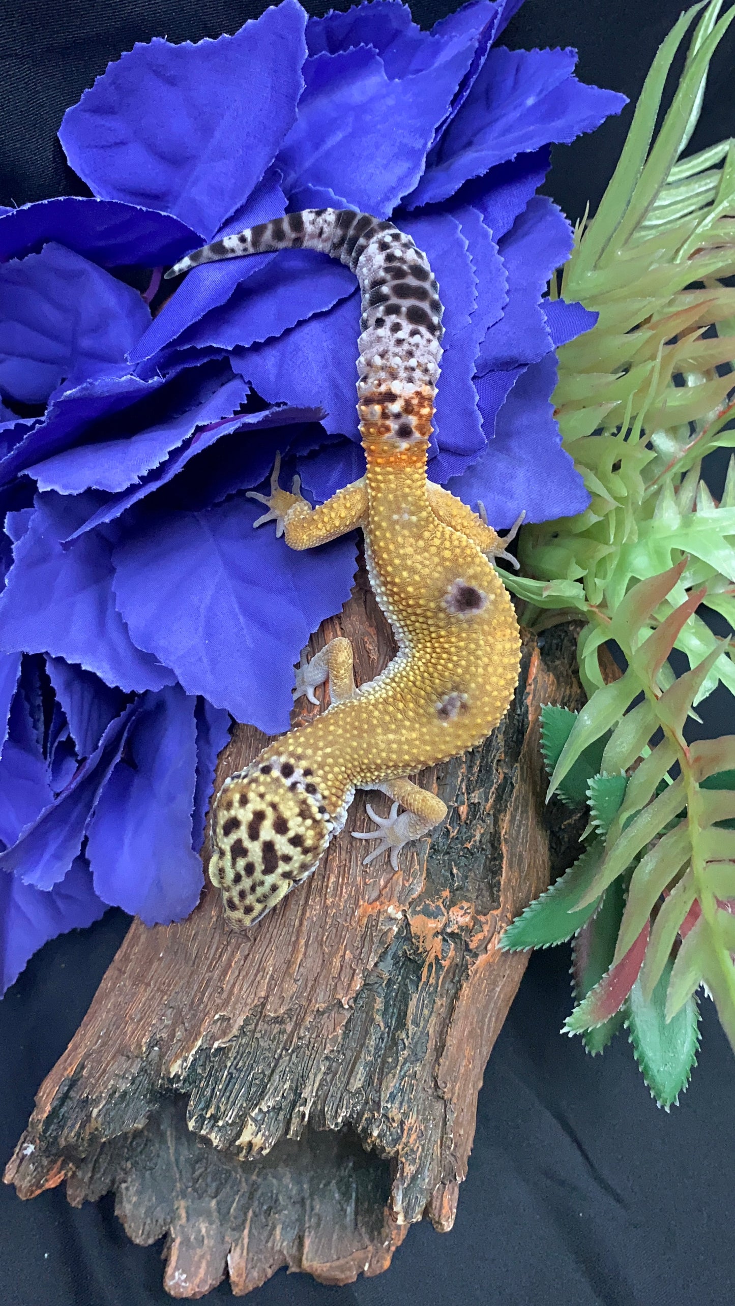 Leopard Gecko - Hypo Tangerine - Pos. Female